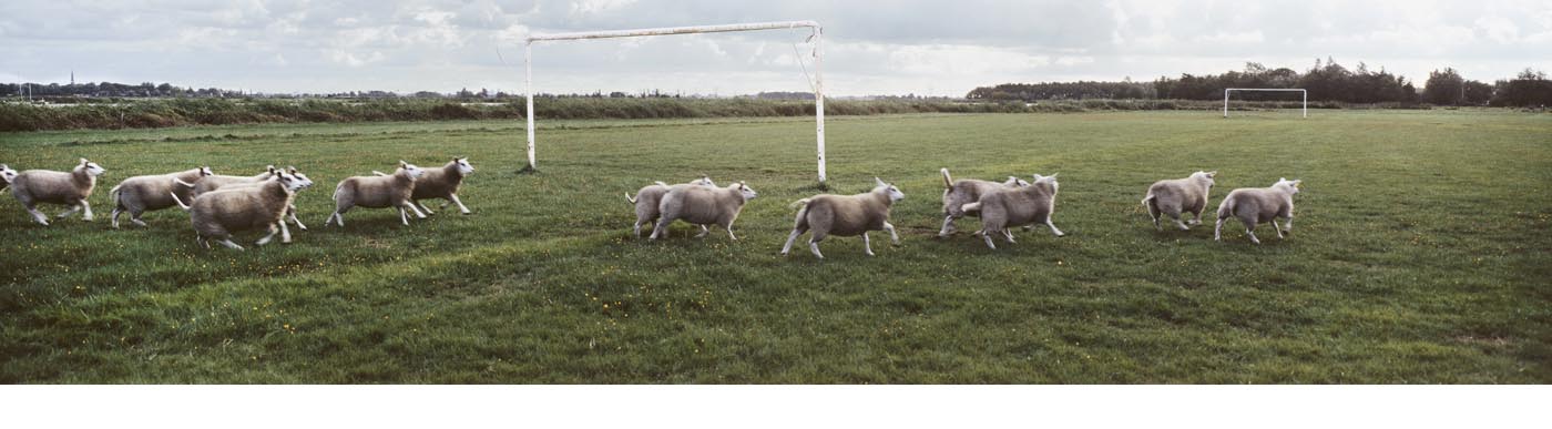 Schapen op voetbalveld